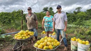 PAA Goiás: Programa que Apoia Agricultura Familiar e Promove Segurança Alimentar
