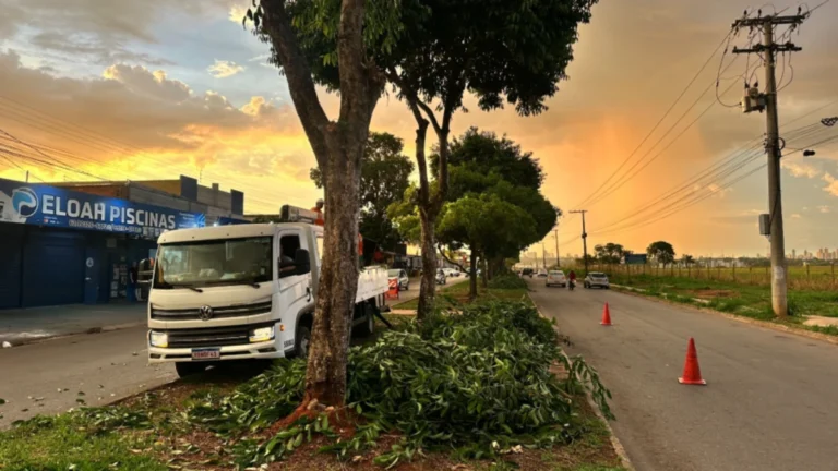 Poda Preventiva em Goiânia: Segurança e Preservação das Árvores